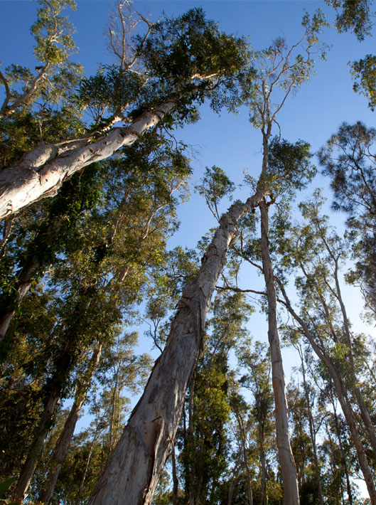 Kingfisher Lakes forest entry