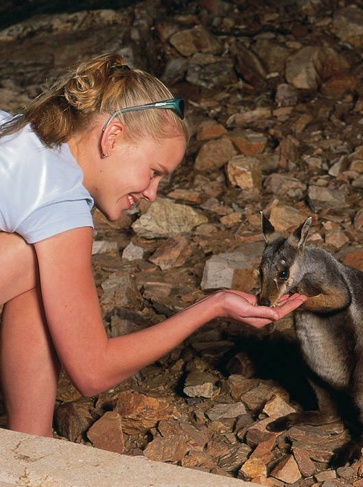 Feeding a wallaby